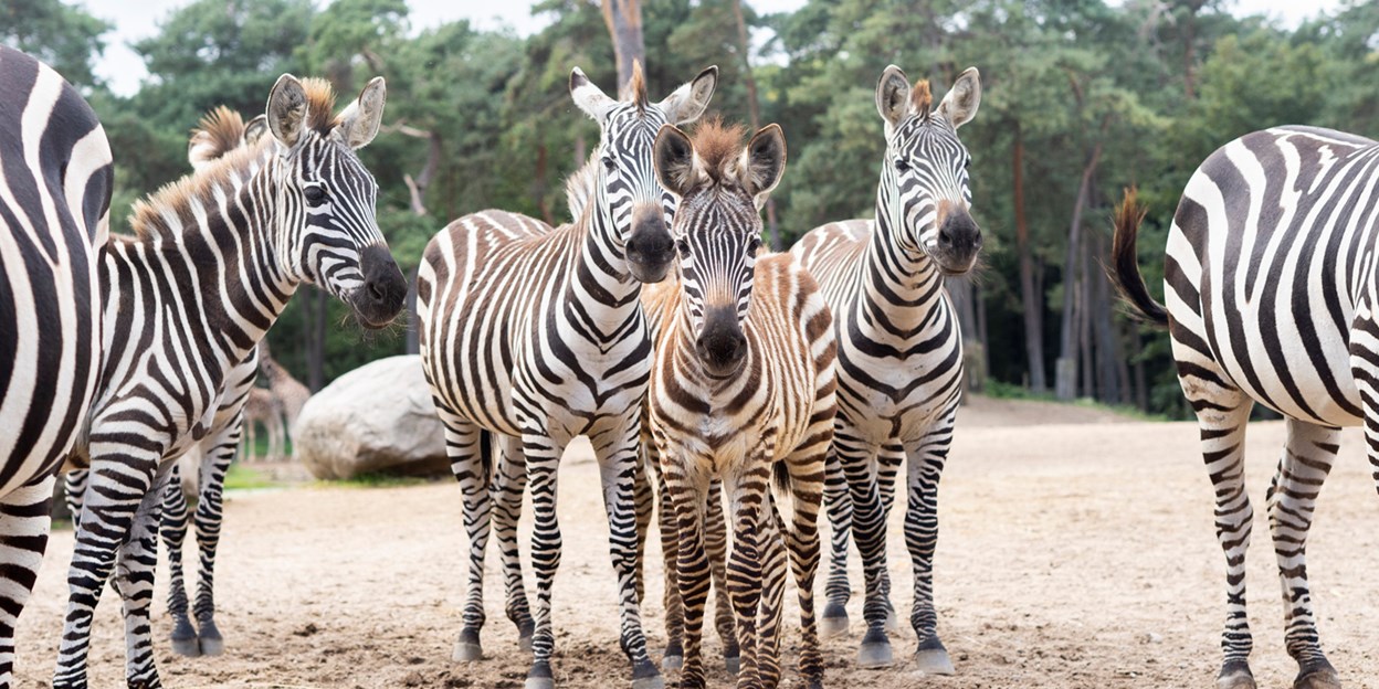 Pikken Vruchtbaar grip Camouflage bij dieren: het opgaan in de omgeving (Safari)