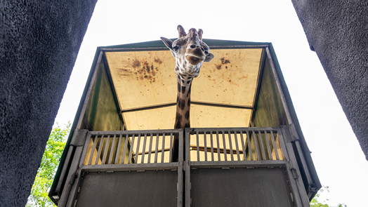 Drie Nederlandse dierenparken ruilen giraffen